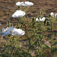 arizona flowers