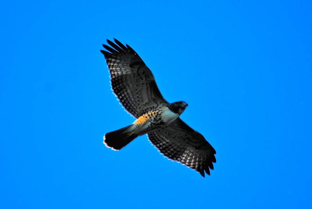 soaring hawk