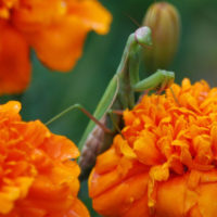 praying mantis on flowers