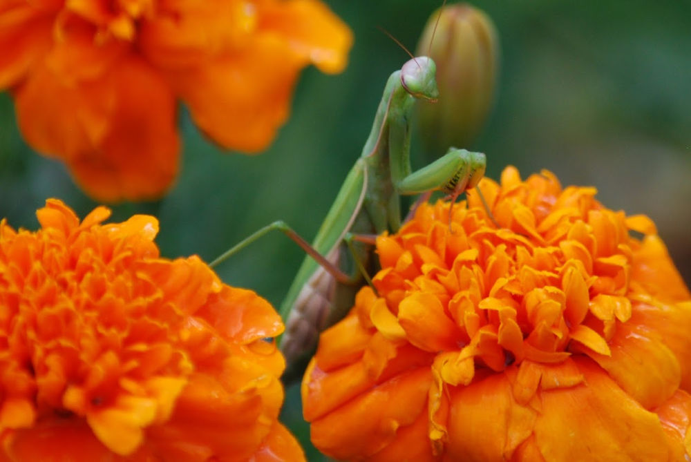 praying mantis on flowers