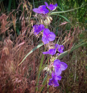 Wildflowers of Summer